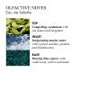 Molton Brown Coastal Cypress & Sea Fennel Eau de Toilette Spray thumbnail