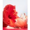Bvlgari Omnia Coral Eau de Toilette thumbnail