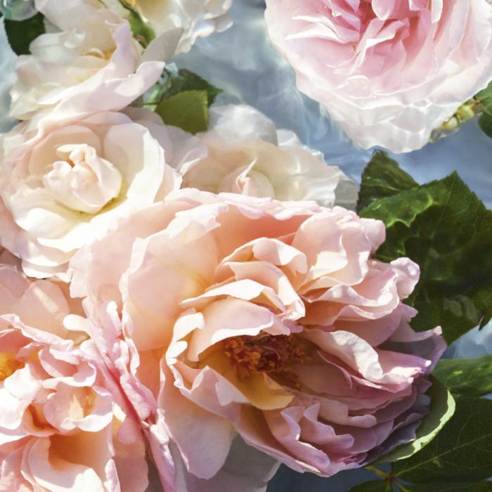 Guerlain Aqua Allegoria Rosarossa Eau de Toilette Spray